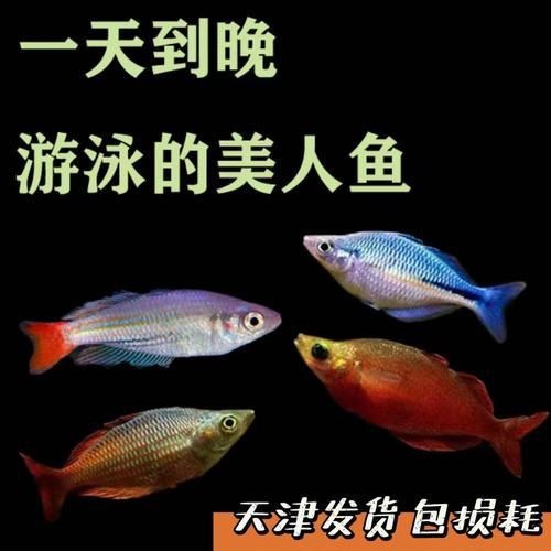 紅尾美人魚圖片 龍魚論壇 第7張 紅尾美人魚圖片 紅尾美人魚圖片 龍魚論壇 第7張