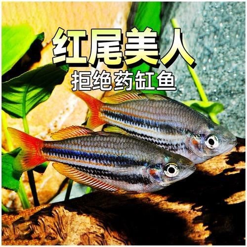 紅尾美人魚圖片 龍魚論壇 第10張 紅尾美人魚圖片 紅尾美人魚圖片 龍魚論壇 第10張