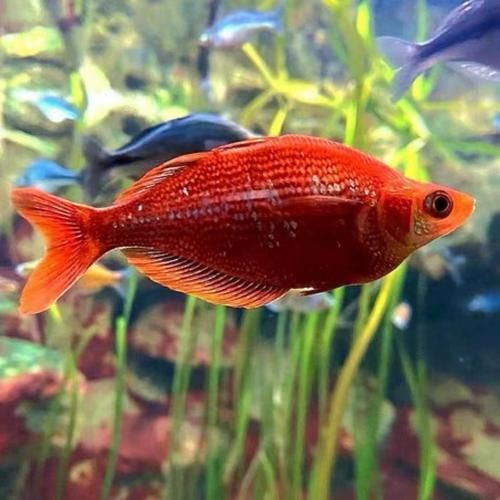 紅尾美人魚圖片 龍魚論壇 第14張 紅尾美人魚圖片 紅尾美人魚圖片 龍魚論壇 第14張