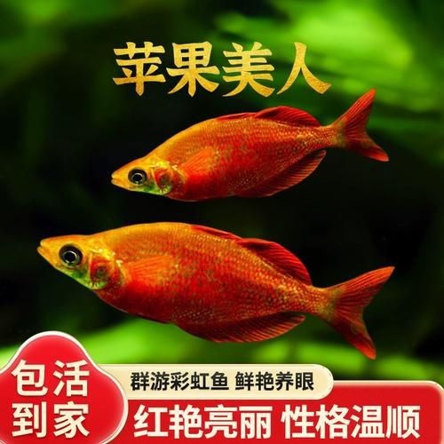 紅尾美人魚圖片 龍魚論壇 第13張 紅尾美人魚圖片 紅尾美人魚圖片 龍魚論壇 第13張
