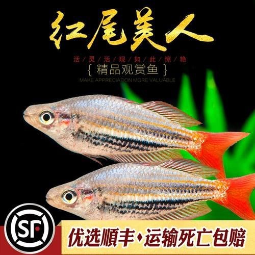 紅尾美人魚圖片 龍魚論壇 第11張 紅尾美人魚圖片 紅尾美人魚圖片 龍魚論壇 第11張