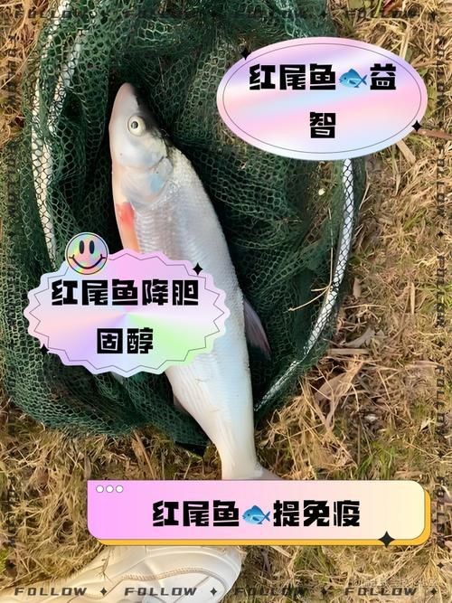 紅尾美人魚圖片 龍魚論壇 第17張 紅尾美人魚圖片 紅尾美人魚圖片 龍魚論壇 第17張