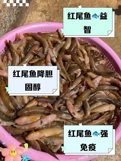 紅尾美人魚圖片 龍魚論壇 第22張 紅尾美人魚圖片 紅尾美人魚圖片 龍魚論壇 第22張