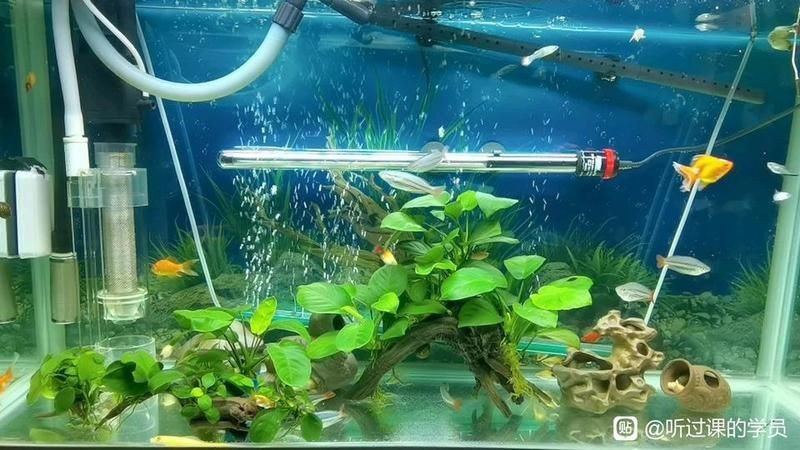 紅尾美人魚圖片 龍魚論壇 第25張 紅尾美人魚圖片 紅尾美人魚圖片 龍魚論壇 第25張