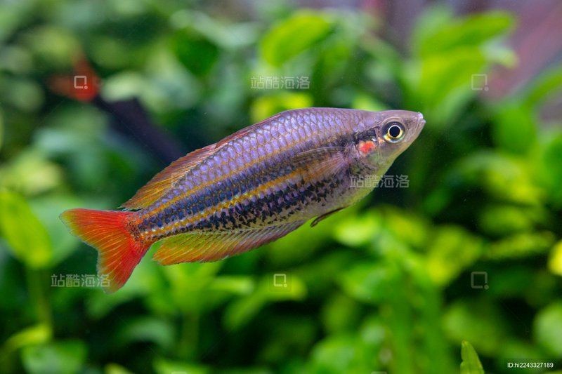 紅尾美人魚圖片 龍魚論壇 第26張 紅尾美人魚圖片 紅尾美人魚圖片 龍魚論壇 第26張