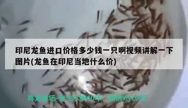 銀龍魚會攻擊其他魚嗎為什么（銀龍魚有攻擊性嗎） 銀龍魚會攻擊其他魚嗎為什么（銀龍魚有攻擊性嗎） 銀龍魚百科 第1張