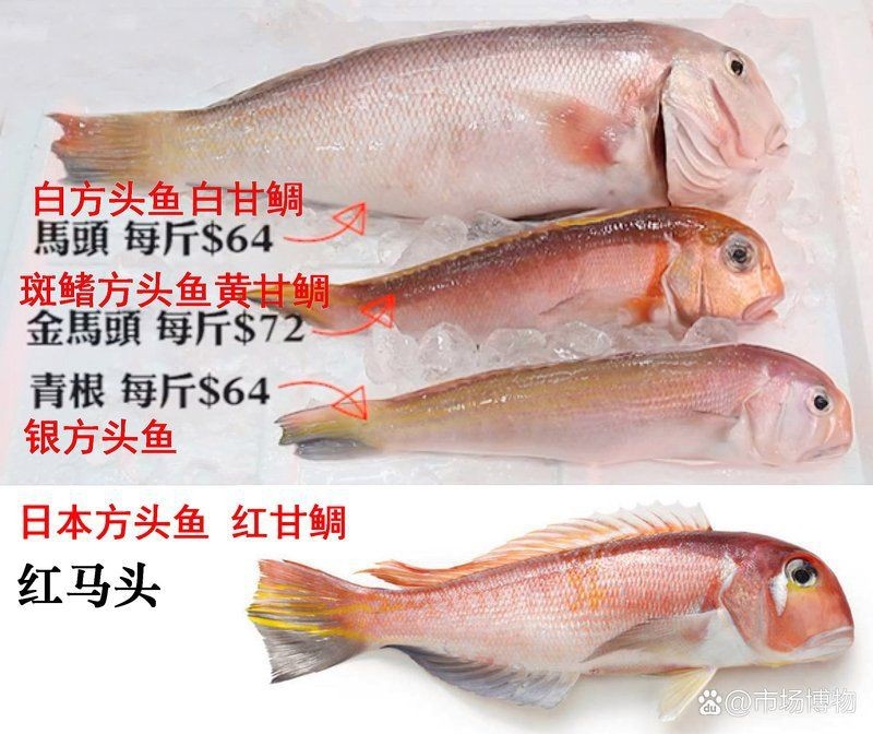 紅方頭魚