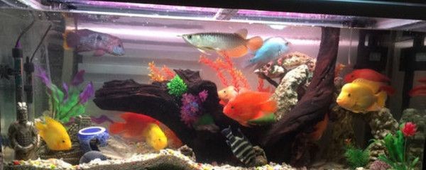 龍魚和地圖魚混養需要注意什么：混養龍魚和地圖魚的注意事項