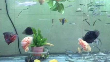 龍魚和地圖魚混養需要注意什么：混養龍魚和地圖魚的注意事項
