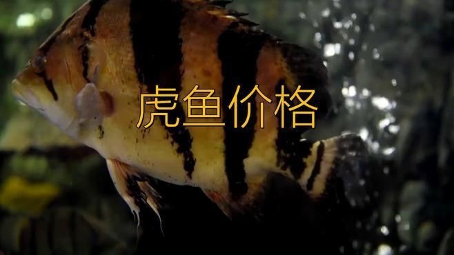 虎魚三紋貴還是四紋貴