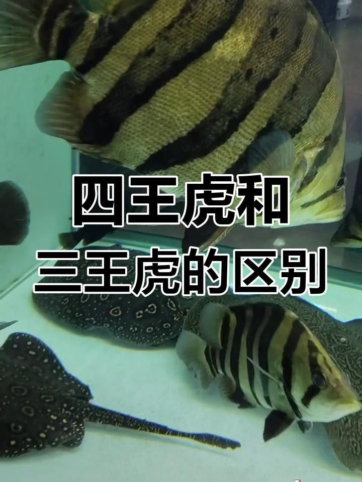 虎魚三紋貴還是四紋貴