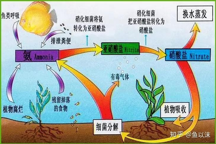 硝化細菌培養(yǎng)需要多長時間？ 硝化細菌培養(yǎng)需要多長時間？ 2025長城杯龍魚大賽 第5張