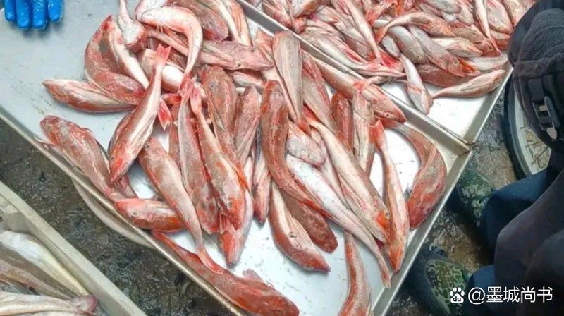 紅頭魚多少錢一只 紅頭魚多少錢一只 龍魚論壇 第7張