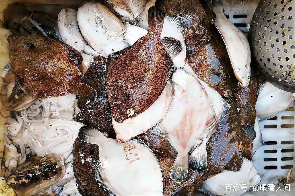 紅頭魚多少錢一只 紅頭魚多少錢一只 龍魚論壇 第13張