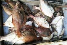 紅頭魚多少錢一只 紅頭魚多少錢一只 龍魚論壇 第11張