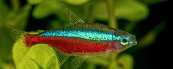 海水魚缸加鹽量是根據水體的體積來計算的：海水魚缸加鹽的標準是多少？