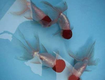 海水魚缸加鹽量是根據水體的體積來計算的：海水魚缸加鹽的標準是多少？