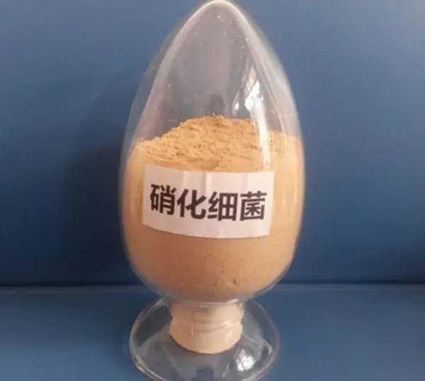 底濾魚缸的使用壽命是多少？：底濾魚缸底濾魚缸的使用壽命一般在5-10年左右