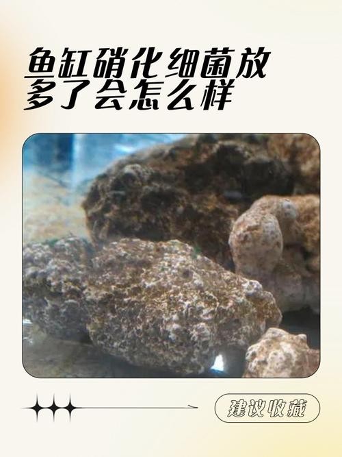 底濾魚缸的使用壽命是多少？：底濾魚缸底濾魚缸的使用壽命一般在5-10年左右