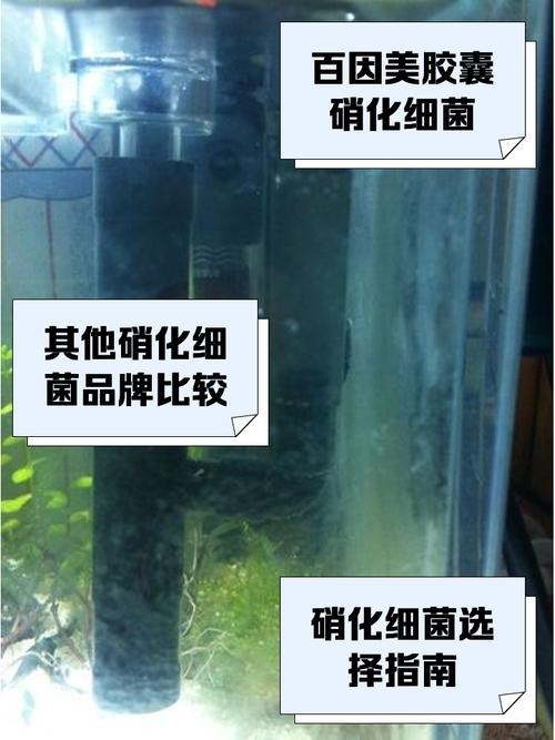 底濾魚缸的使用壽命是多少？：底濾魚缸底濾魚缸的使用壽命一般在5-10年左右