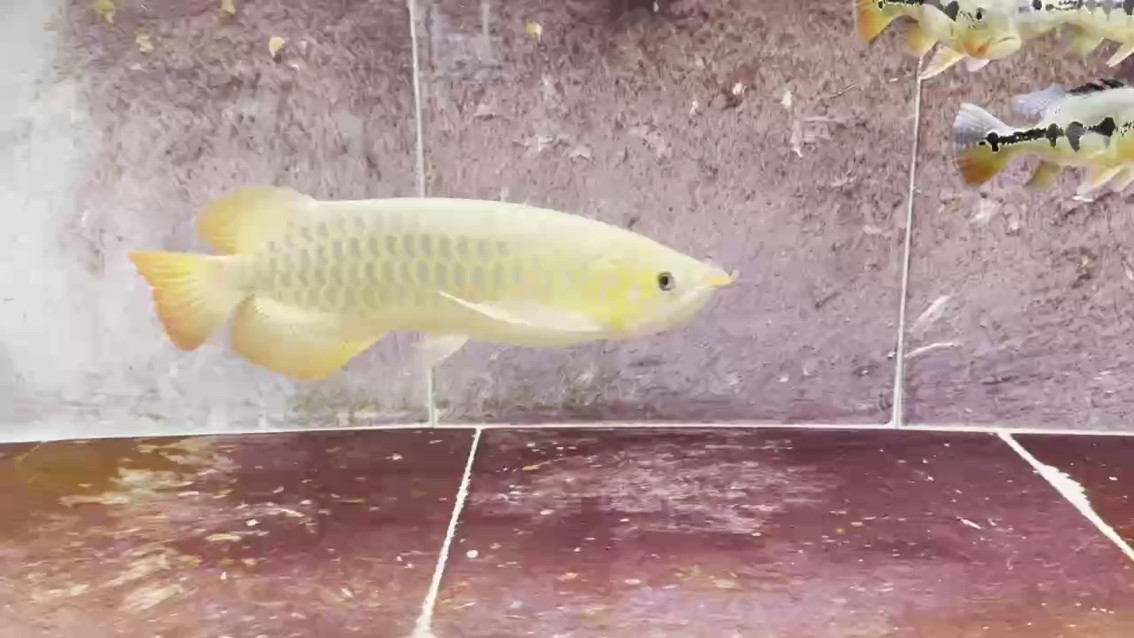 魚缸雖然很臟，但是魚很漂亮，等待冬天一到