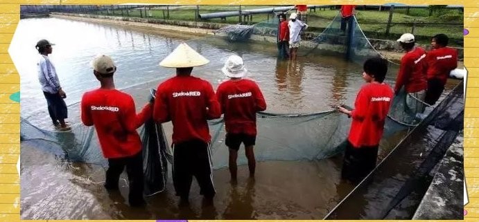 塔大龍魚漁場有何特色？