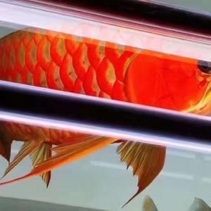 龍魚做微信頭像好嗎：龍魚作為微信頭像是一個有意義的選擇，龍魚頭像對人際關系影響