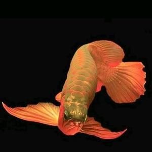 龍魚做微信頭像好嗎：龍魚作為微信頭像是一個有意義的選擇，龍魚頭像對人際關系影響