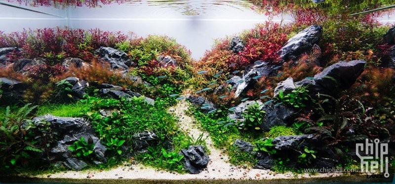草缸國際大賽的參賽費用是多少？ 草缸國際大賽的參賽費用是多少？ 2025長城杯龍魚大賽 第4張
