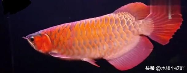 血紅金龍魚多少錢一條：血紅金龍魚一般多少錢一條