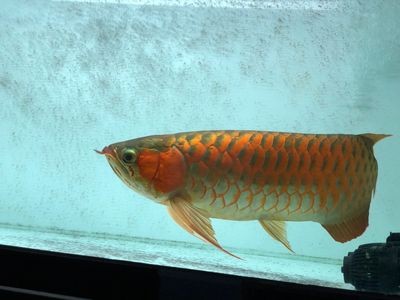 紅龍魚怎樣發色：紅龍魚發色過程是一個復雜的過程是一個復雜的過程 紅龍魚怎樣發色：紅龍魚發色過程是一個復雜的過程是一個復雜的過程 龍魚百科 第3張