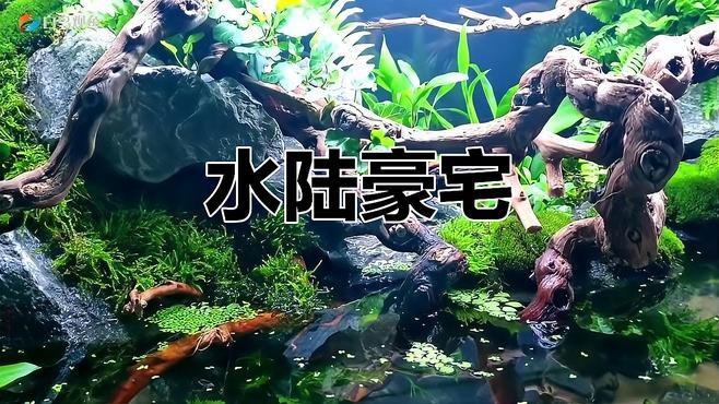 六角恐龍魚需要多大的魚缸
