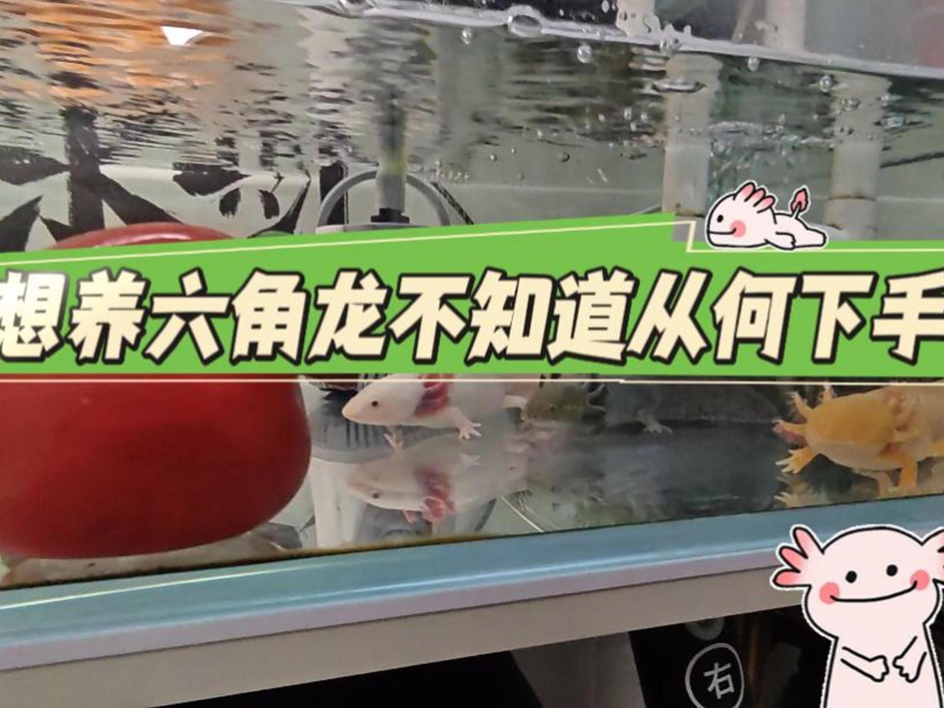 六角恐龍魚需要多大的魚缸