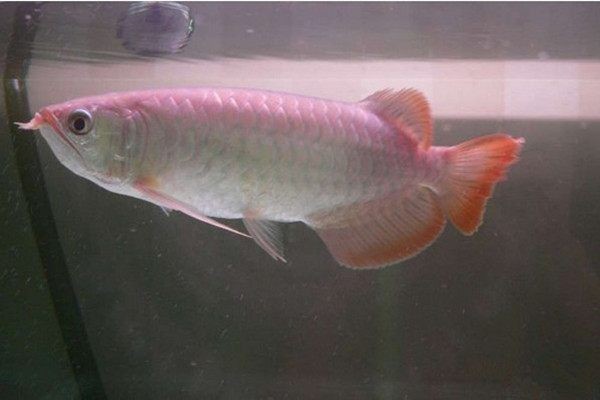 號半龍魚和一號龍魚（號半龍魚與一號龍魚的區別）