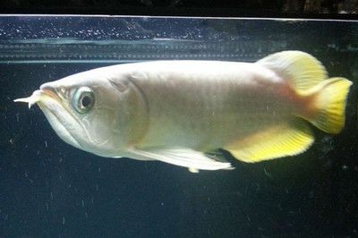 號半龍魚和一號龍魚（號半龍魚與一號龍魚的區別）