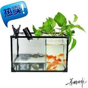 觀賞魚混養的注意事項：如何選擇混養魚缸