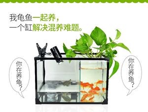 觀賞魚混養的注意事項：如何選擇混養魚缸