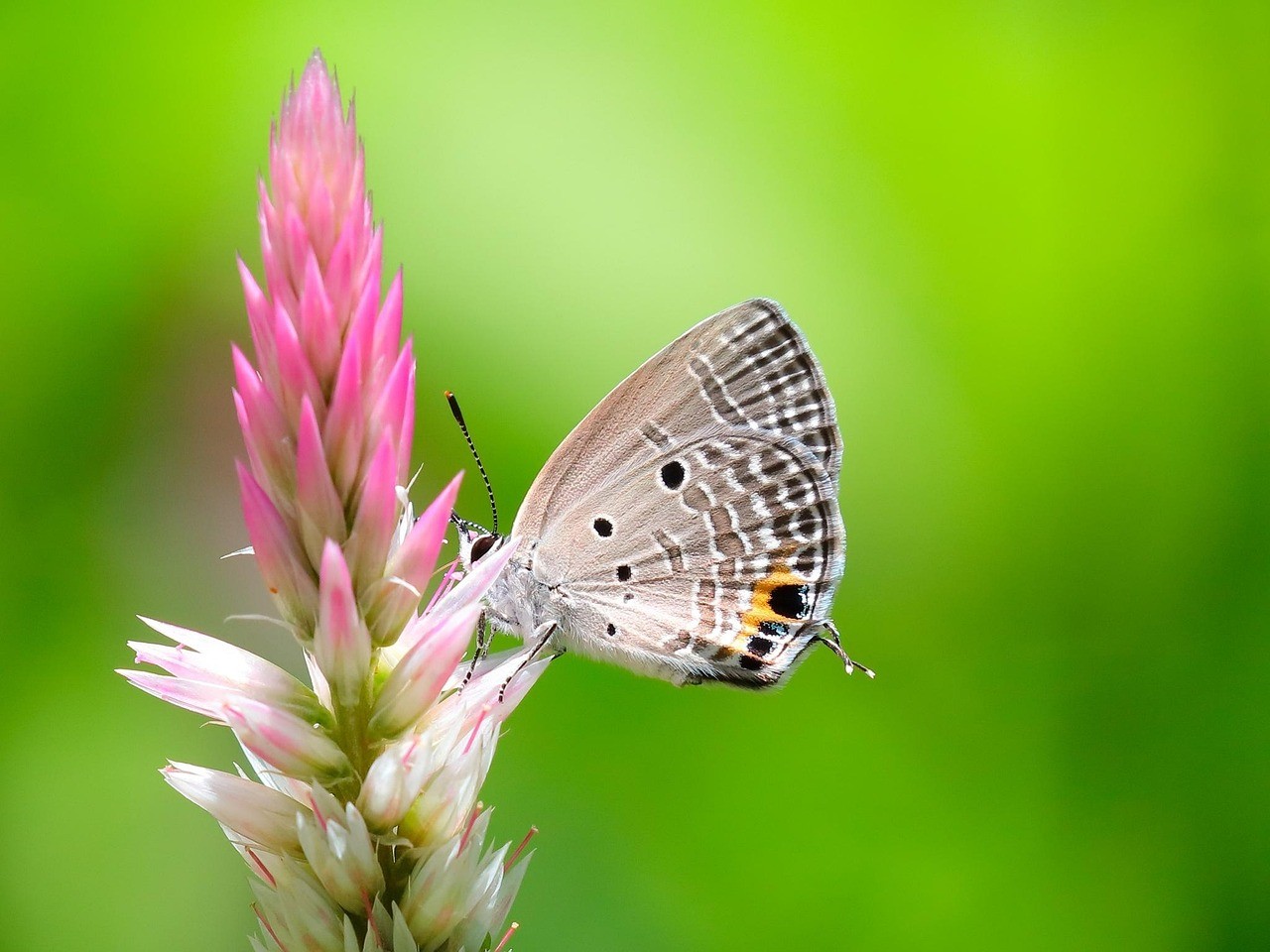 黃網蝴蝶的毒性有多強