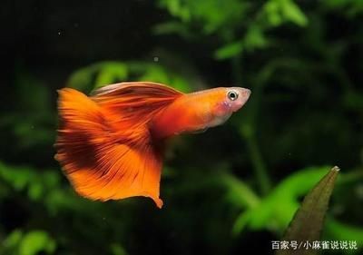 觀賞魚混養的誤區：觀賞魚混養的常見誤區