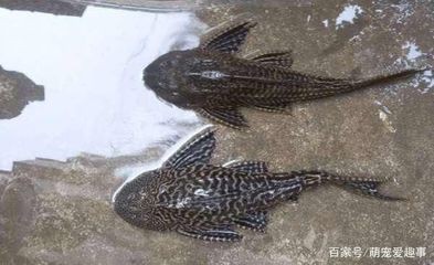 觀賞魚混養的誤區：觀賞魚混養的常見誤區