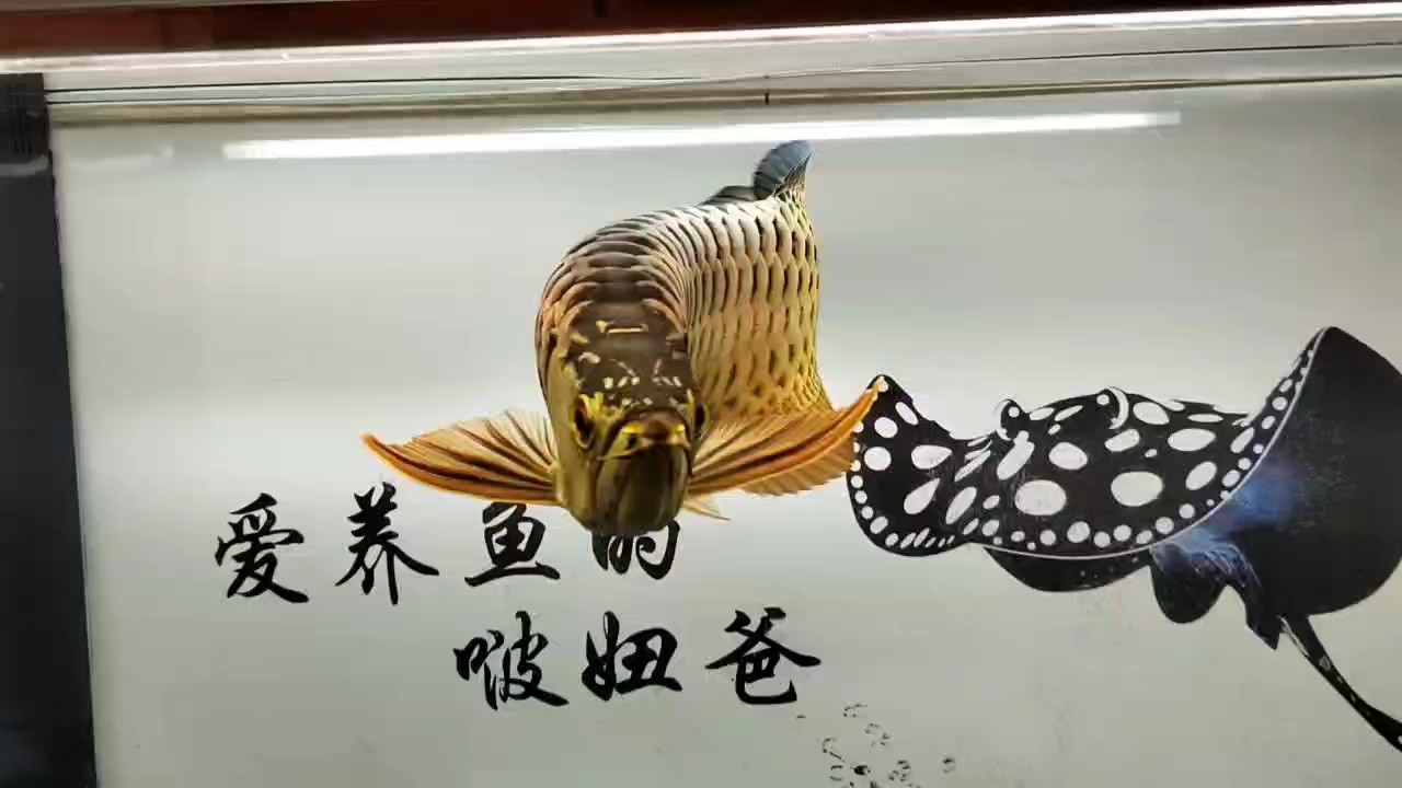 古典金