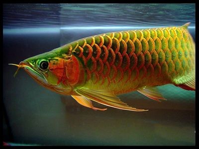 三條龍魚的寓意和象征：三條龍魚的具體寓意