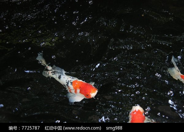 錦鯉魚水塘5D動態壁紙
