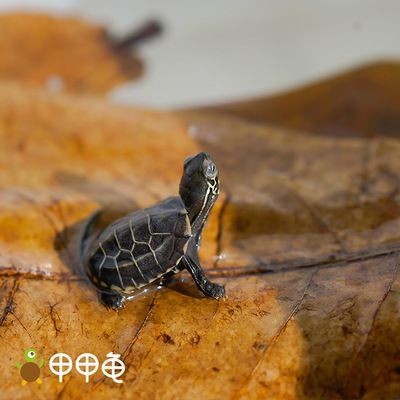 與龍魚混養的龜：將龜與龍魚混養時，有幾個因素需要考慮，