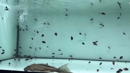 與龍魚混養的龜：將龜與龍魚混養時，有幾個因素需要考慮，