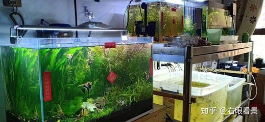 南美風(fēng)格魚缸的養(yǎng)護技巧南美原生水草缸的養(yǎng)護技巧：全球知名的魚缸品牌