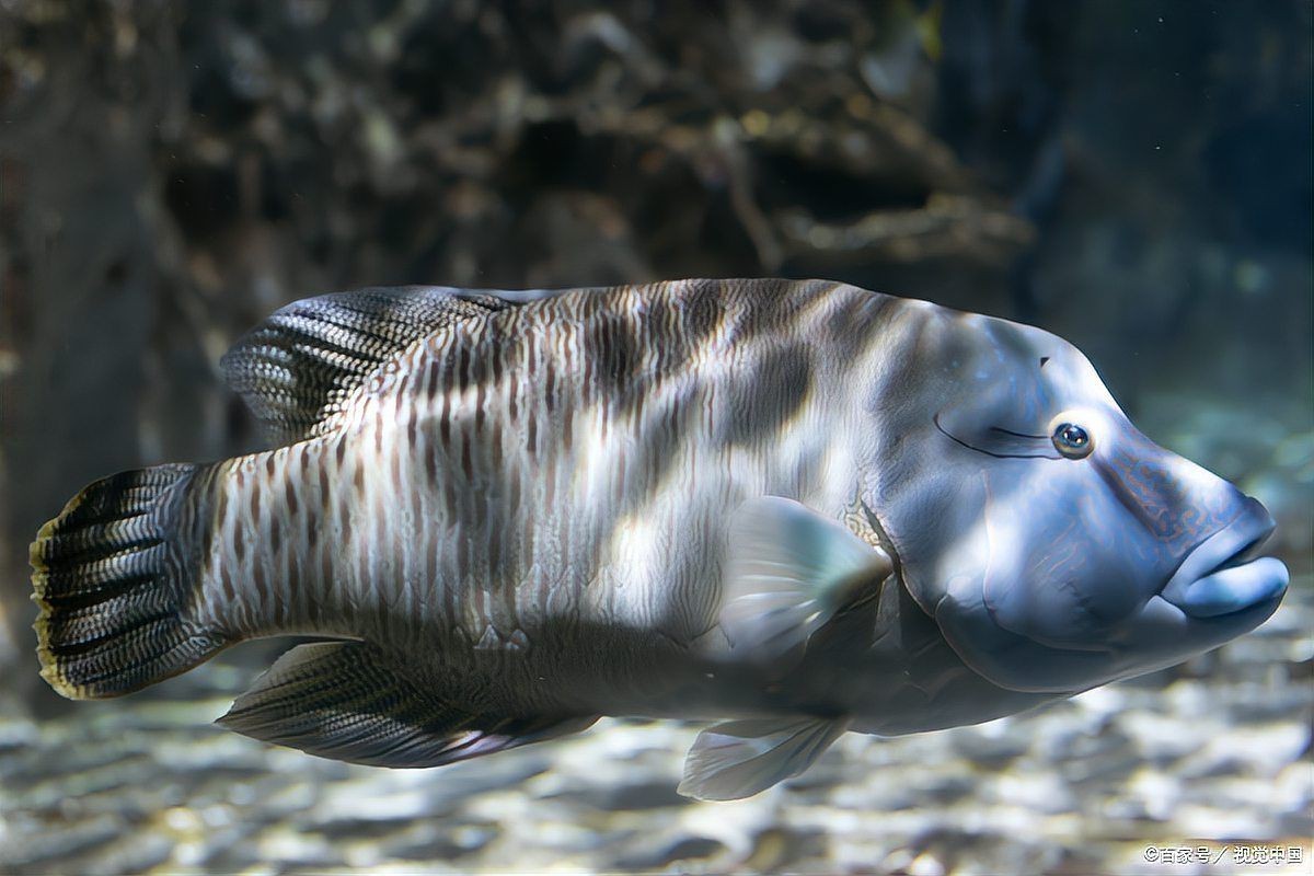 蝴蝶鯉翻肚子會死嗎 蝴蝶鯉翻肚子會死嗎 龍魚論壇 第3張