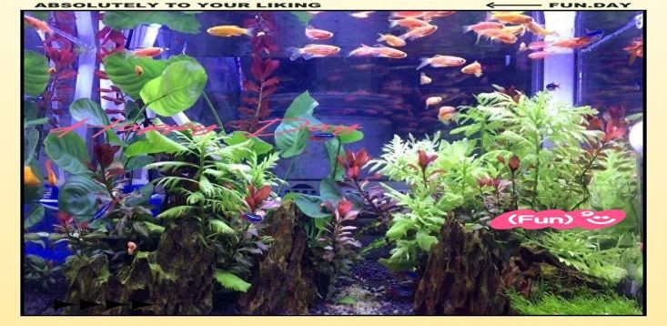 蝴蝶鯉翻肚子會死嗎 蝴蝶鯉翻肚子會死嗎 龍魚論壇 第8張