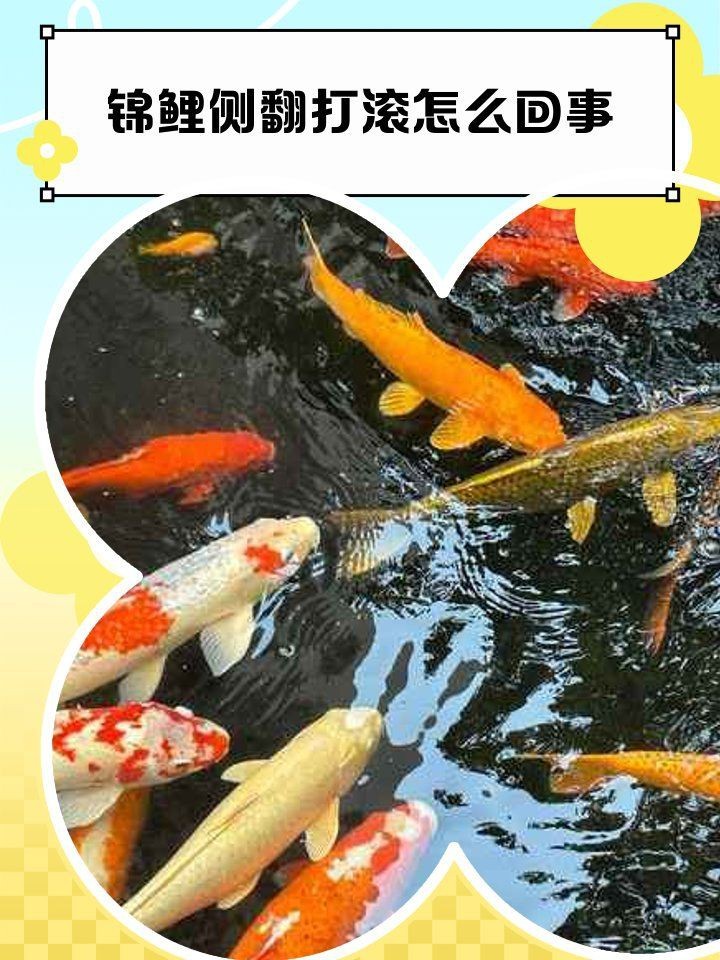 蝴蝶鯉翻肚子會死嗎 蝴蝶鯉翻肚子會死嗎 龍魚論壇 第10張