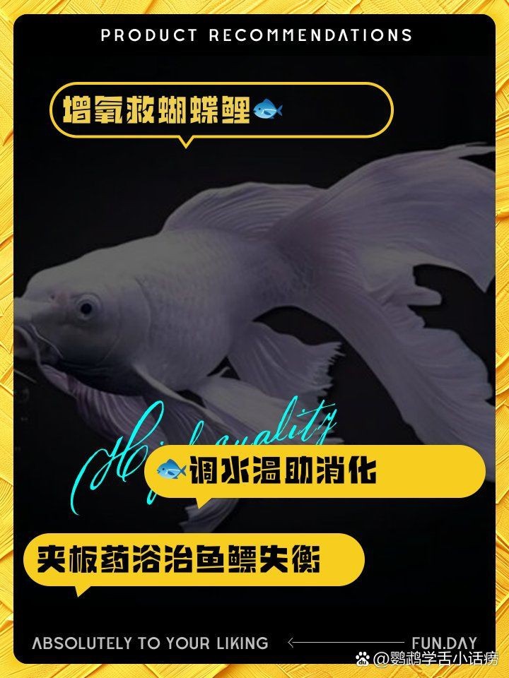 蝴蝶鯉翻肚子會死嗎 蝴蝶鯉翻肚子會死嗎 龍魚論壇 第14張